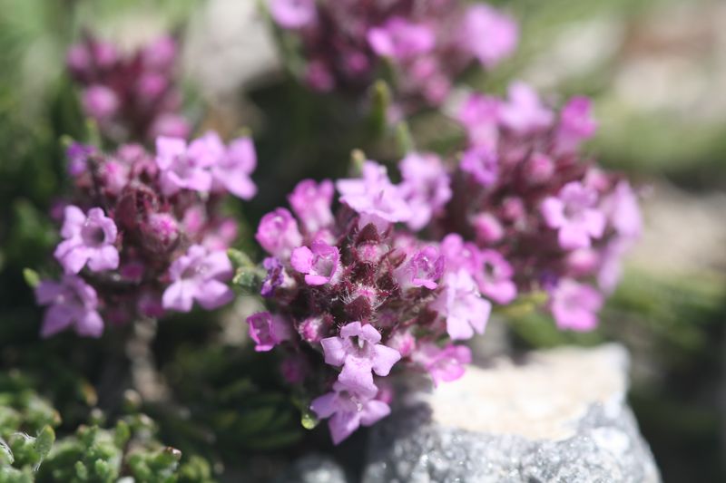 Thymus boissieri?